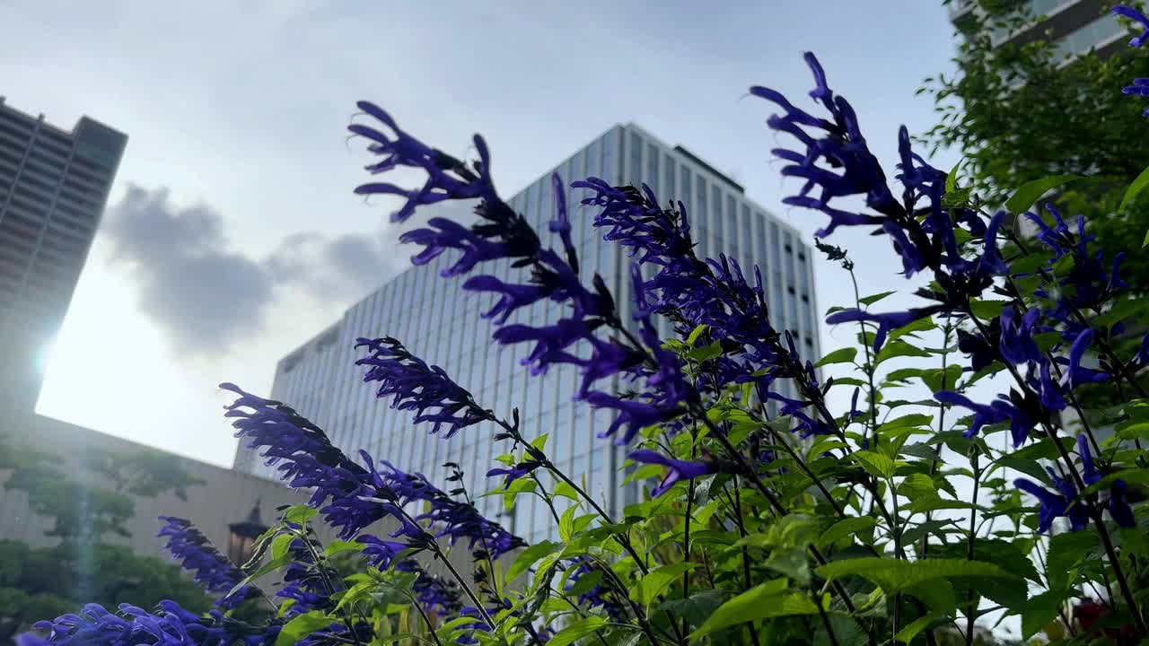 紫色的花朵在前景与现代建筑和阳光在背景，低角度视频素材