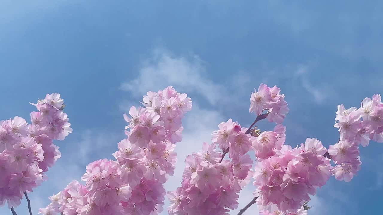 在英国一个阳光明媚的日子里，树上盛开着美丽的粉红色花朵，慢镜头视频素材