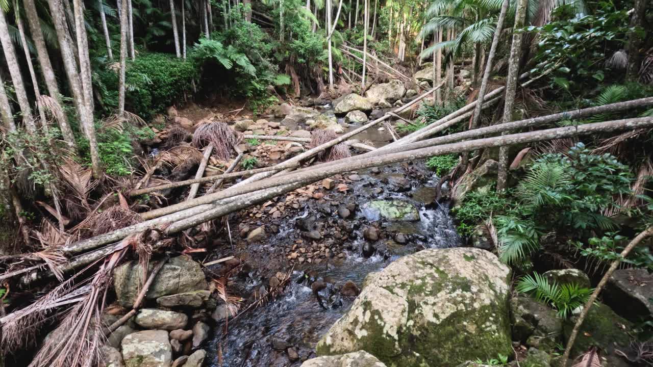 有倒下树木的森林溪流视频素材