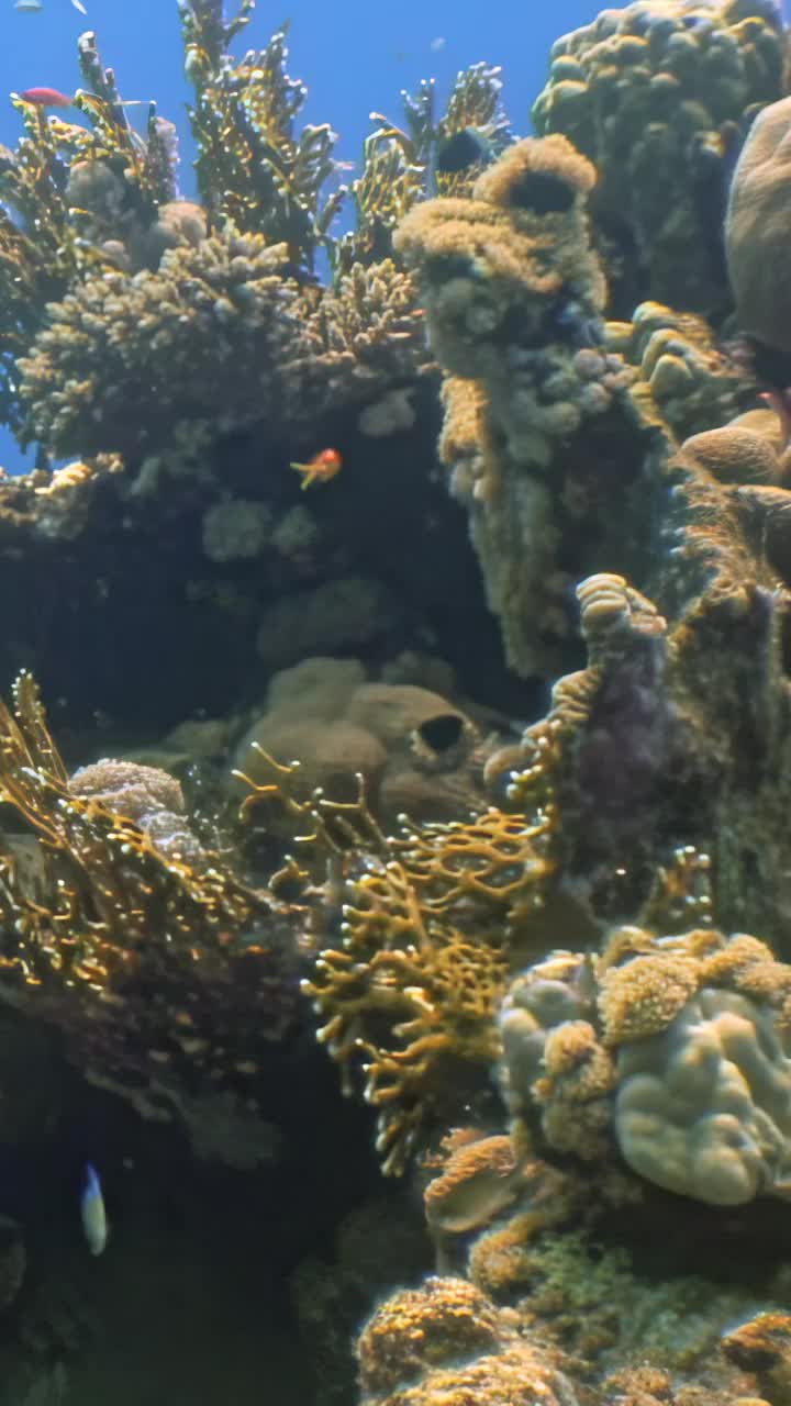 清澈碧蓝的海水中充满活力的珊瑚礁和各种海洋生物视频素材