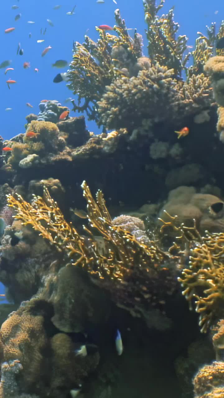 充满活力的珊瑚礁充满了各种海洋生物，是海洋的奇迹视频素材