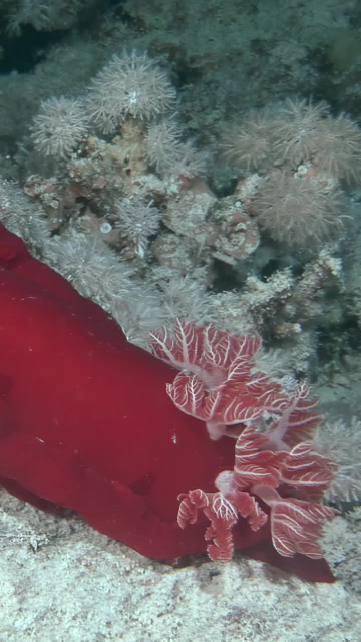 一只红海葵优雅地游在水中充满活力的珊瑚礁附近视频素材