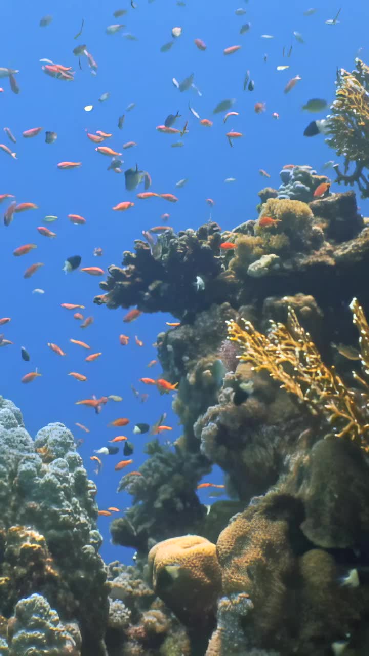 充满活力的珊瑚礁，有热带鱼、清澈的水和丰富多彩的海洋生物视频素材