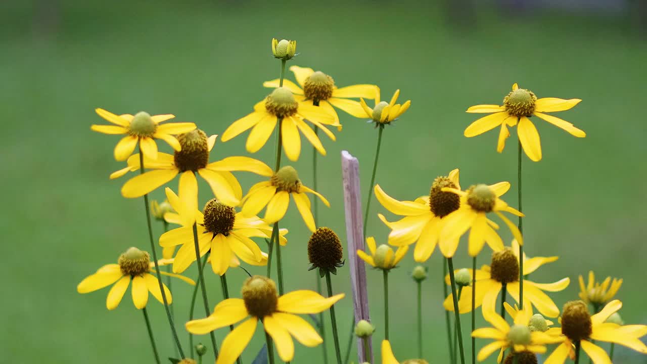 花园里盛开的黄花视频素材