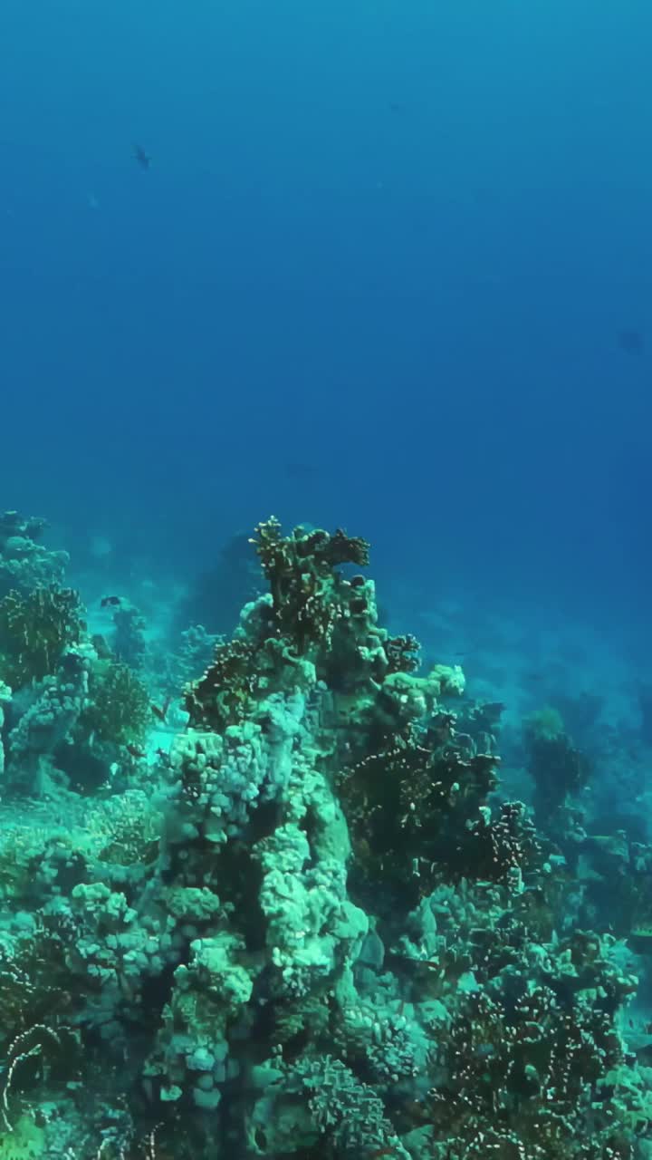 蓝色的海洋，有岩石的底部，有几条鱼在里面游泳视频素材