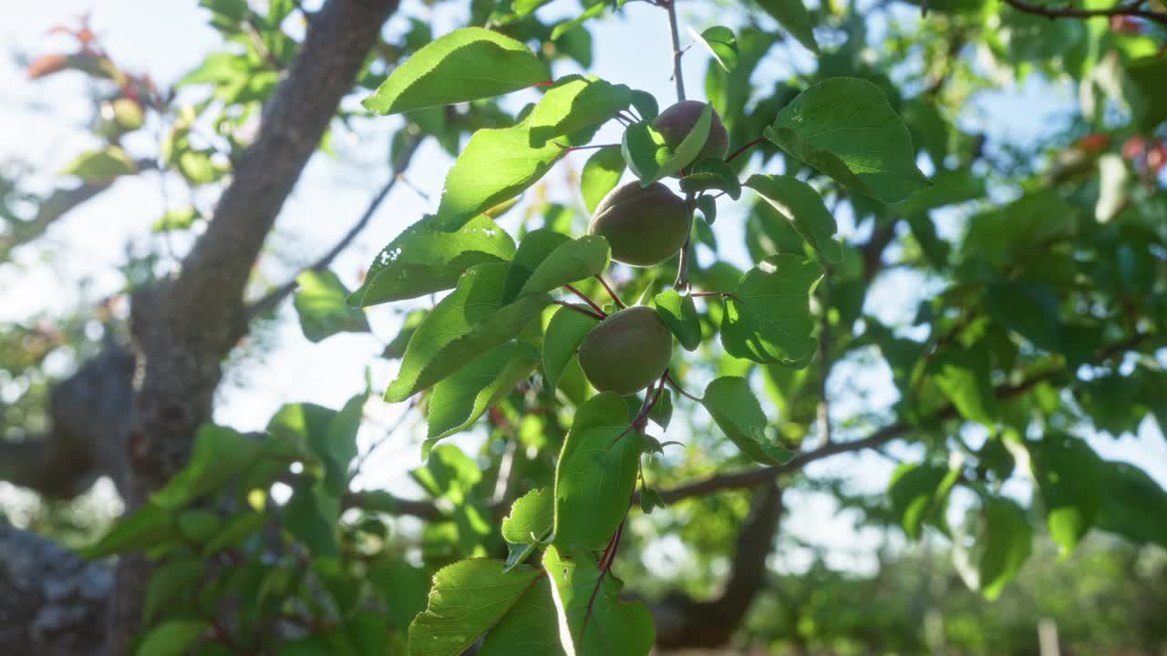 在意大利南部，尤其是普利亚，一个安静的果园里，阳光下，未成熟的杏仁果实挂在树枝上，叶子嫩绿。视频素材