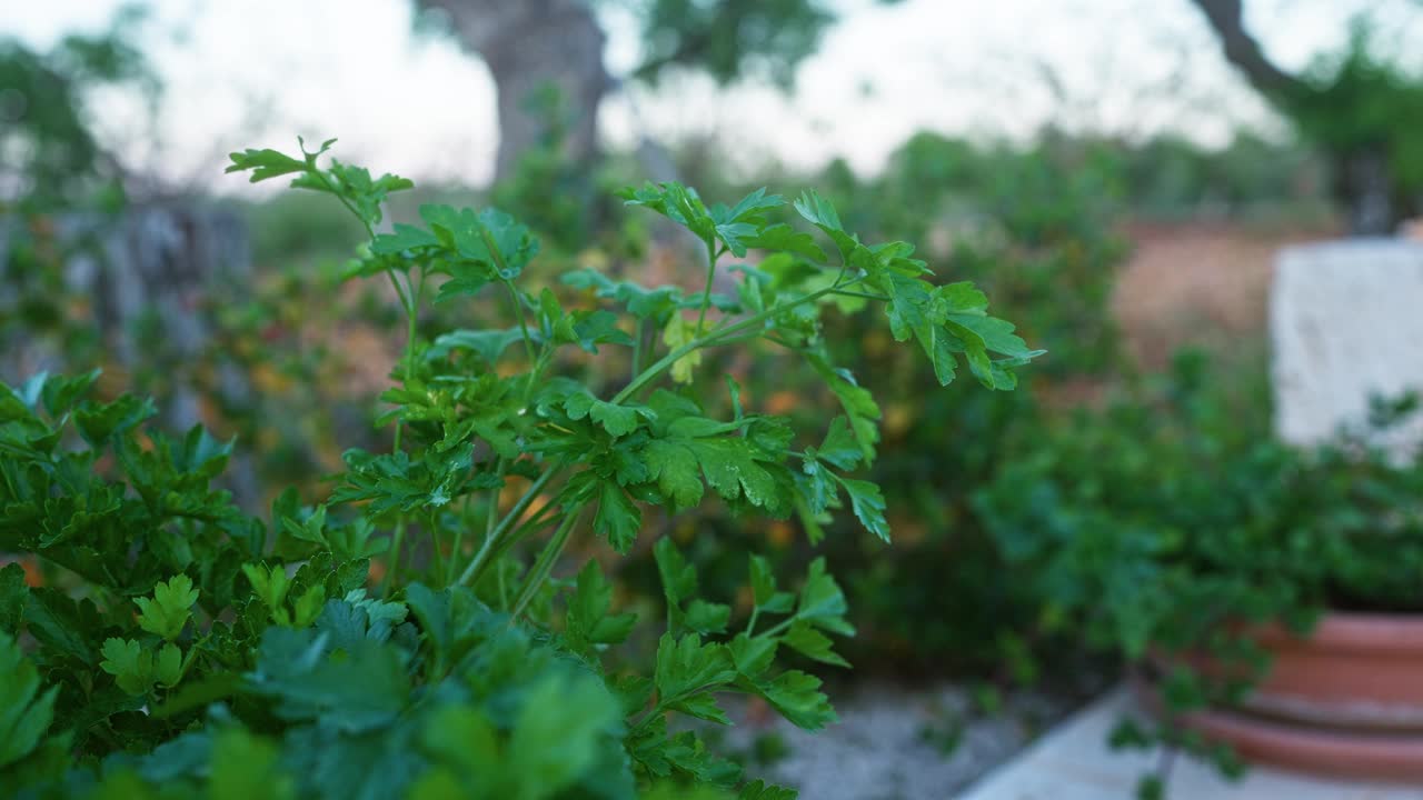 郁郁葱葱的绿色意大利欧芹(petroselinum crispum)的特写镜头，生长在意大利南部普利亚地区的户外，背景是花园植物和陶罐。视频素材