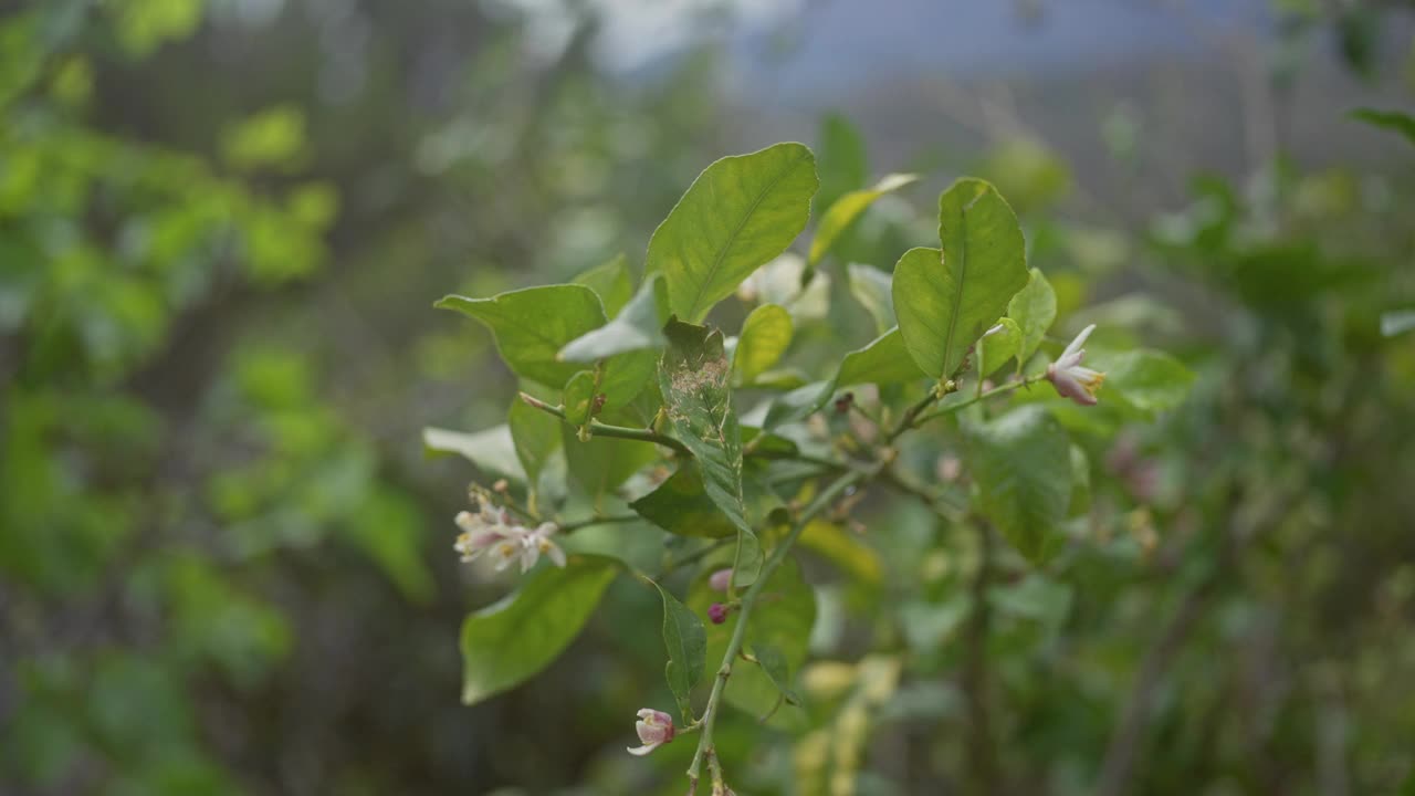 柠檬开花植物的特写，叶子茂盛，柑橘柠檬视频素材