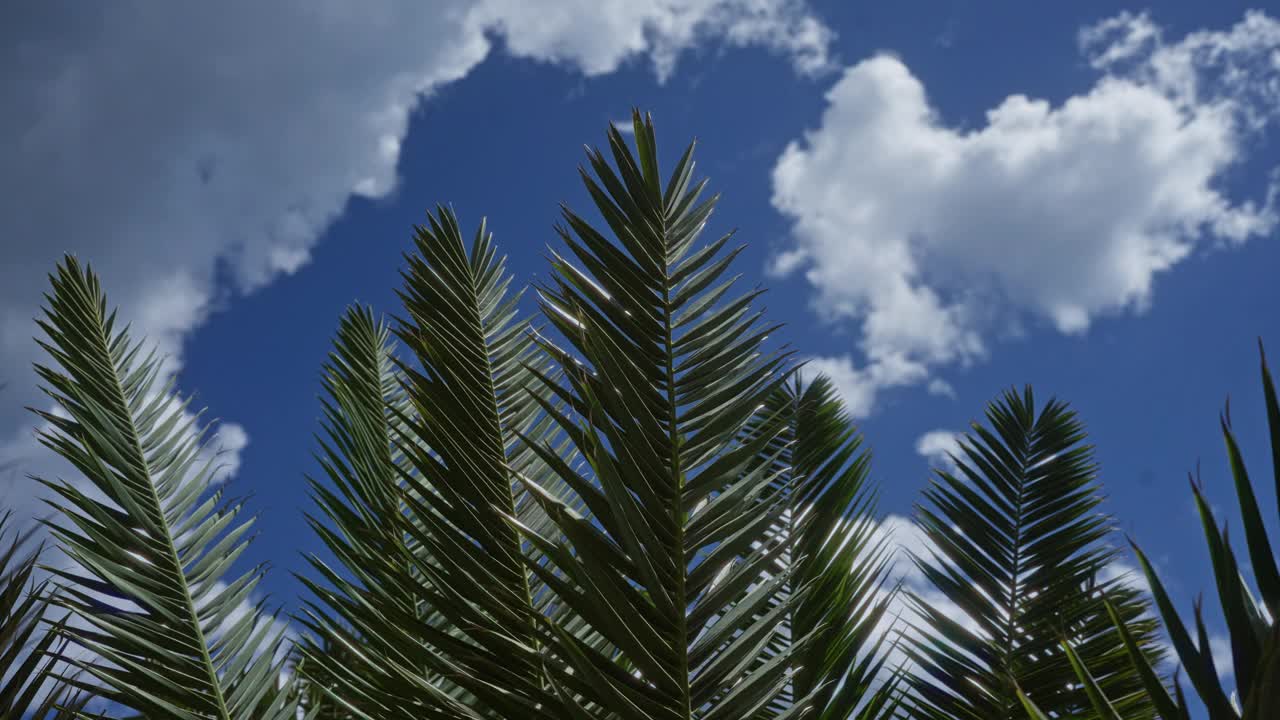 在意大利南部普利亚宁静的户外环境中，高大的绿色苏铁叶子伸向充满活力的蓝天，散落着云。视频素材