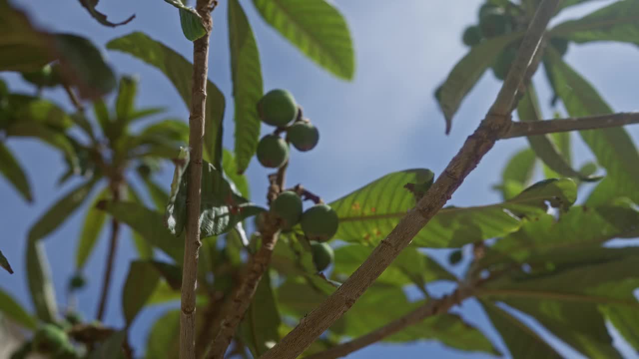 这是意大利普利亚的一棵枇杷树的特写镜头，绿色的果实和叶子映衬着晴朗的蓝天，捕捉到了地中海环境中充满活力、自然和户外的元素。视频素材