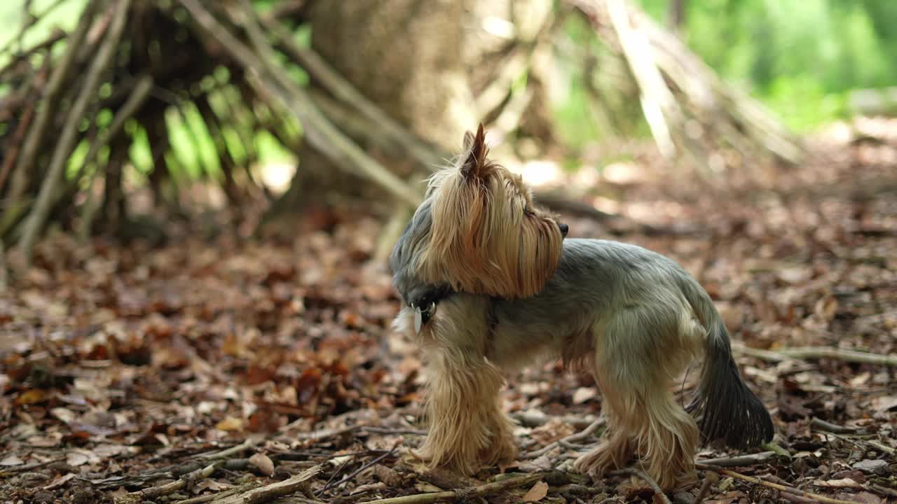 拴着皮带的约克夏小猎犬在森林里很警惕。视频素材