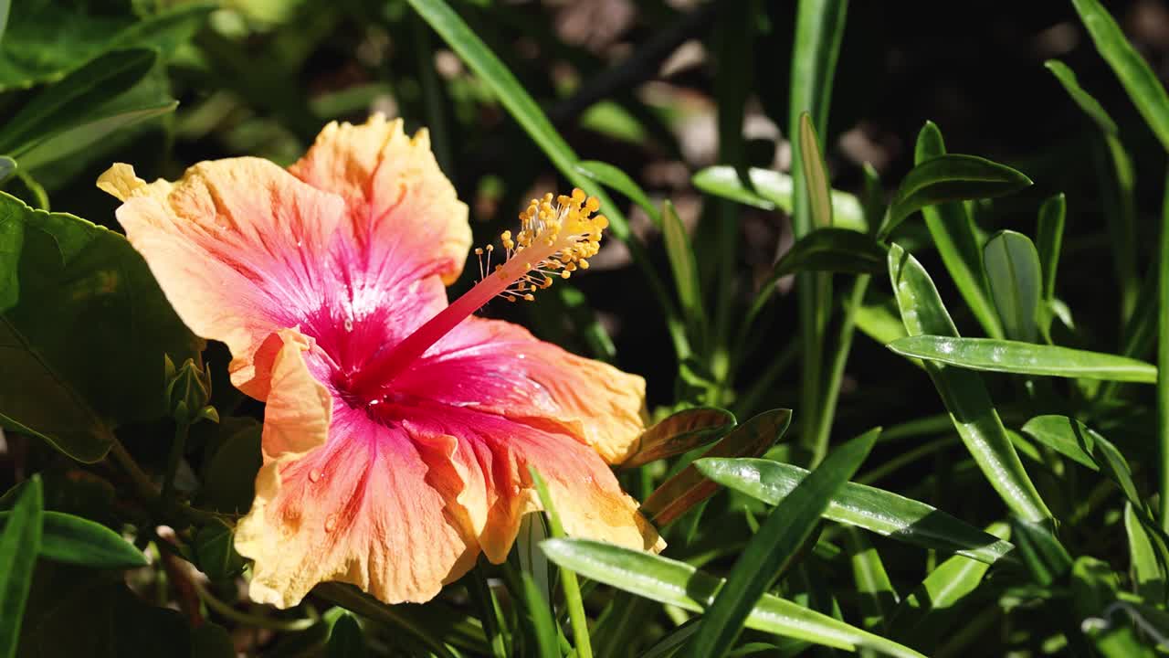 芙蓉花在自然设置视频素材