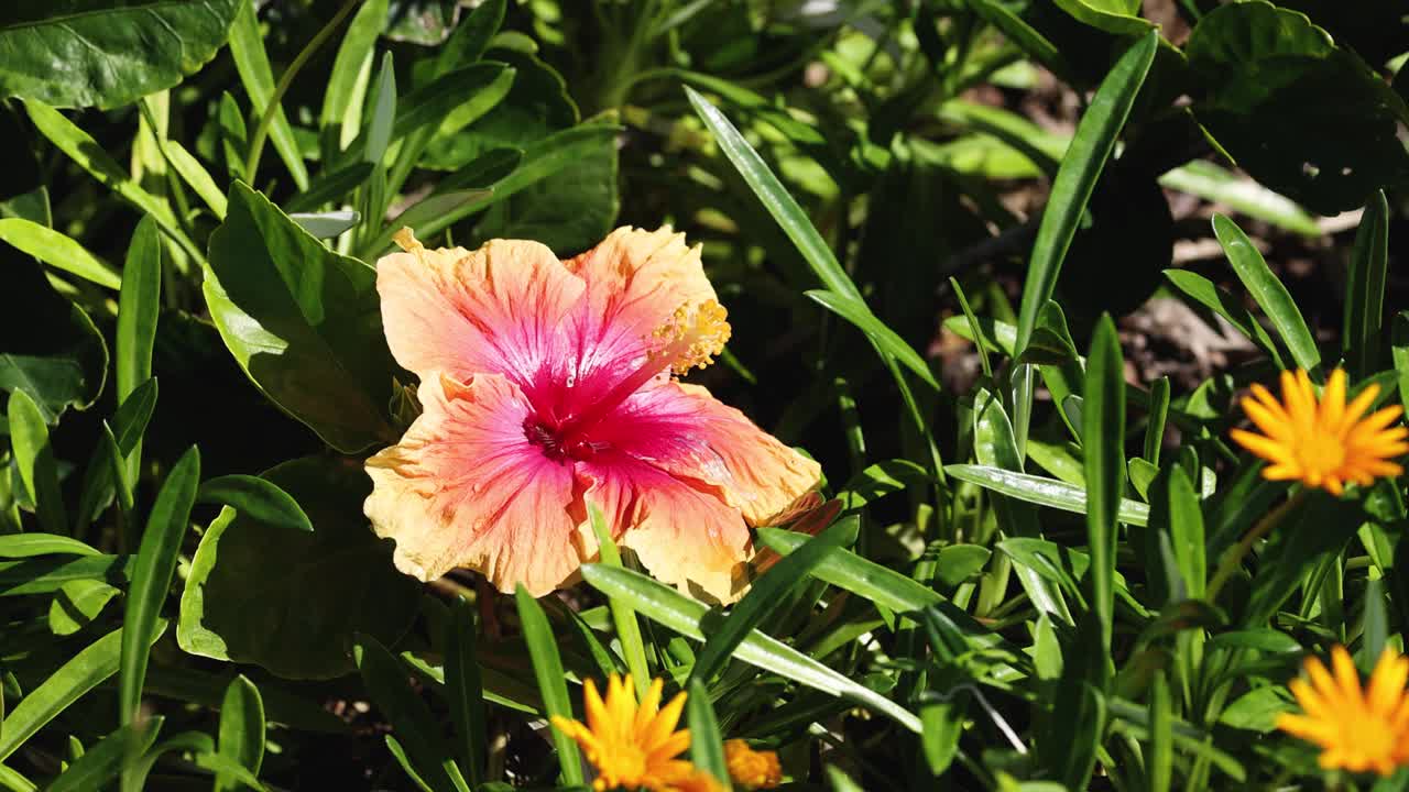 花园里的花视频素材