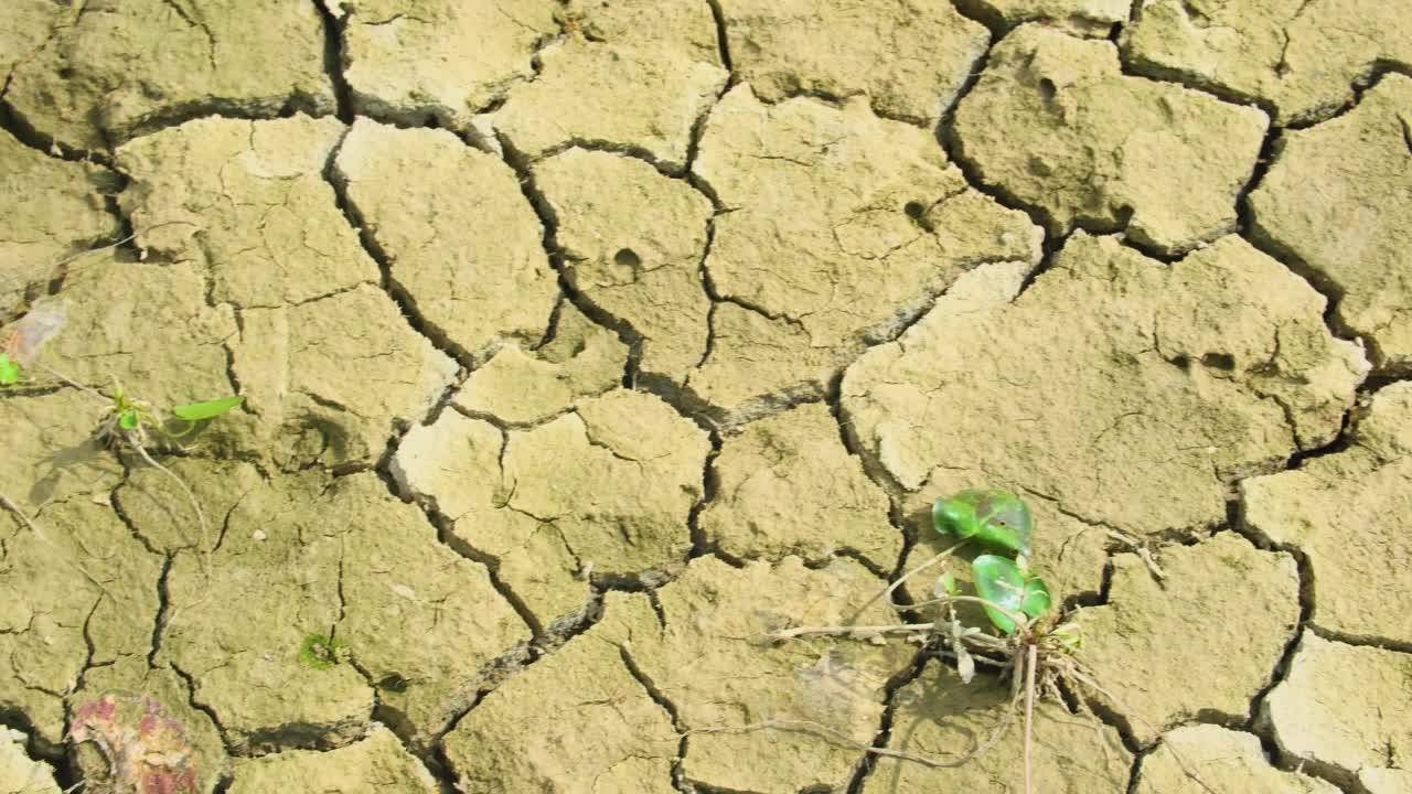 一株孤零零的植物生长在干裂的土地上，象征着干旱视频素材