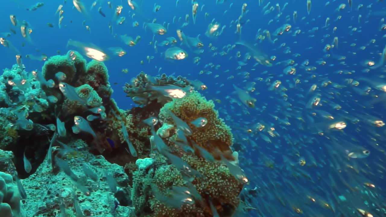 一群鱼在珊瑚礁附近的海洋里游泳视频素材