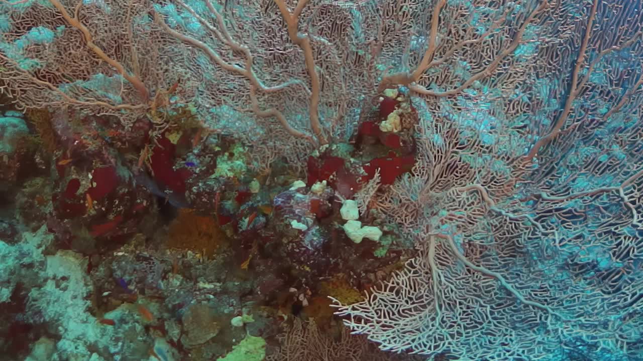 一个珊瑚礁，有大的绿色植物和红色珊瑚视频素材