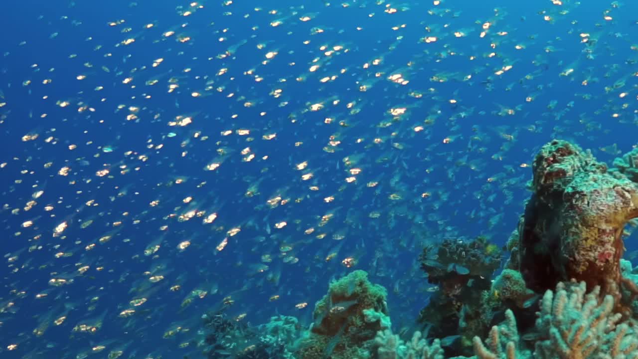 一群在海里游泳的鱼视频素材