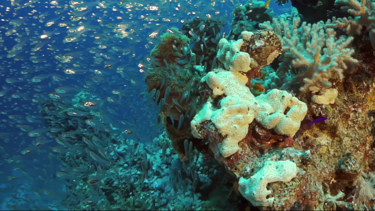 有各种鱼类和海洋生物的珊瑚礁视频素材