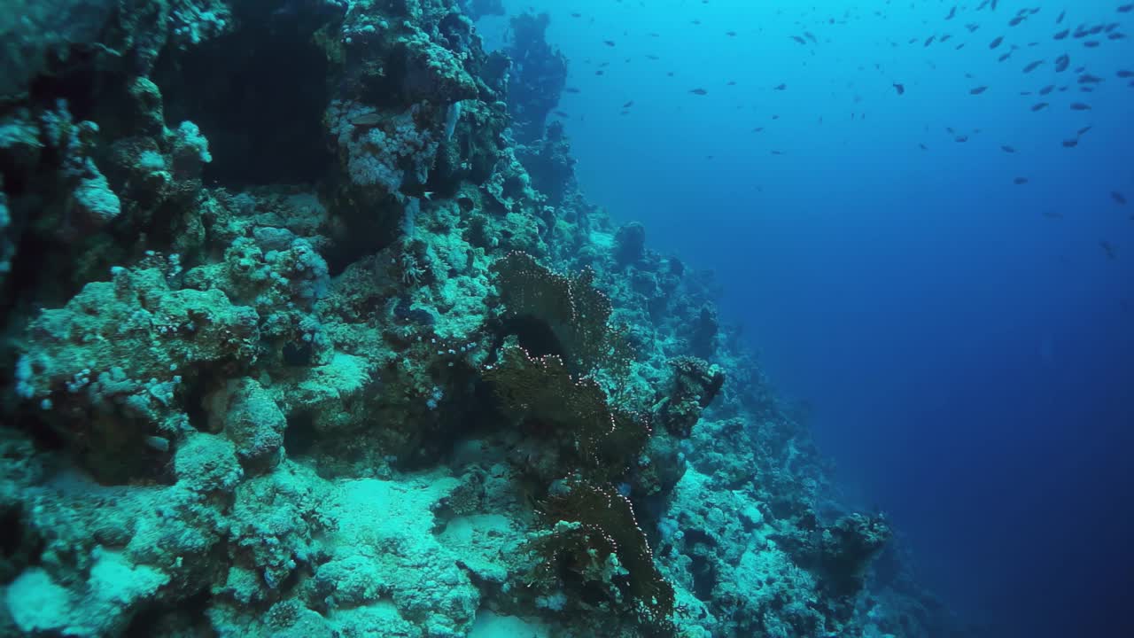 海底五颜六色的珊瑚礁，充满了各种海洋生物视频素材