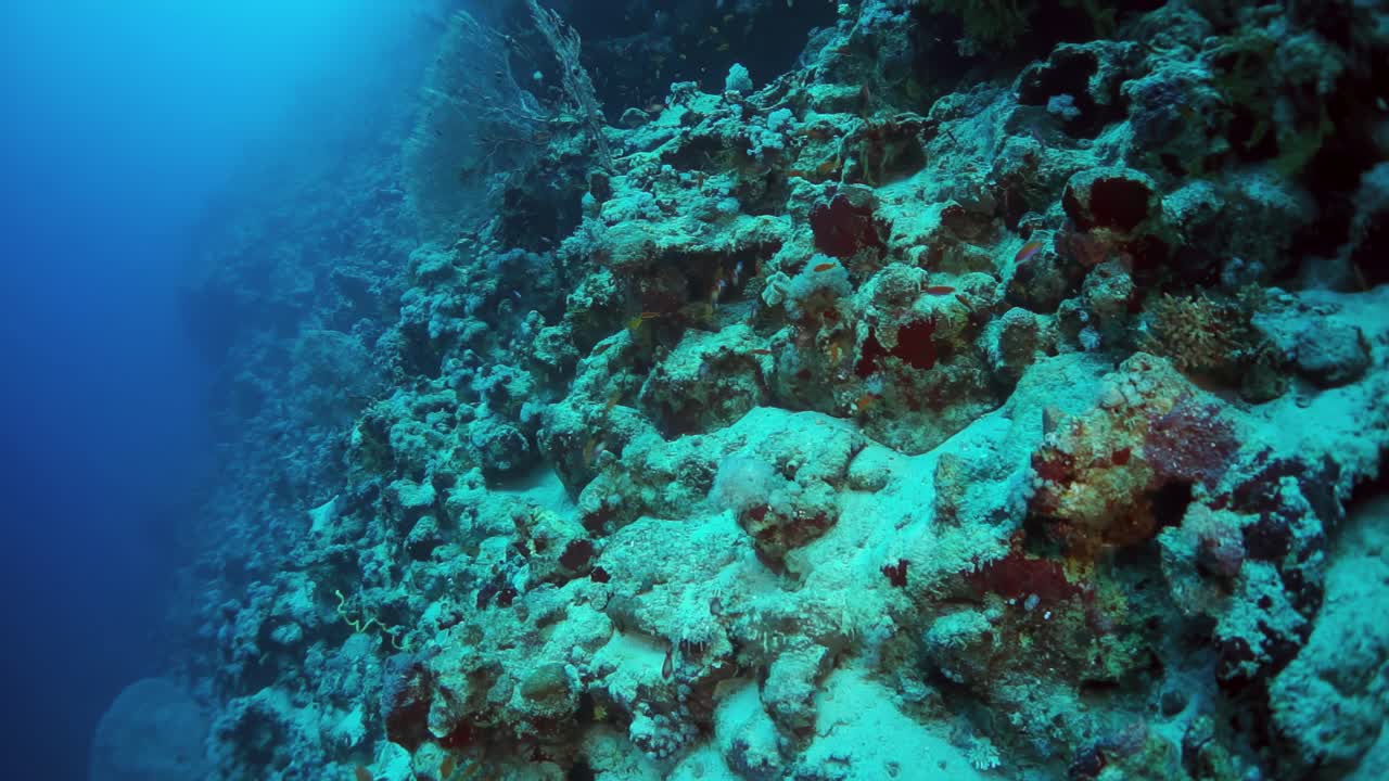 探索深海的珊瑚礁，见证海洋生物的繁盛视频素材