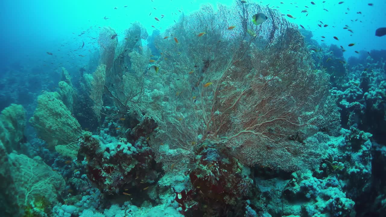 原始水域的水下珊瑚礁和各种海洋生物视频素材