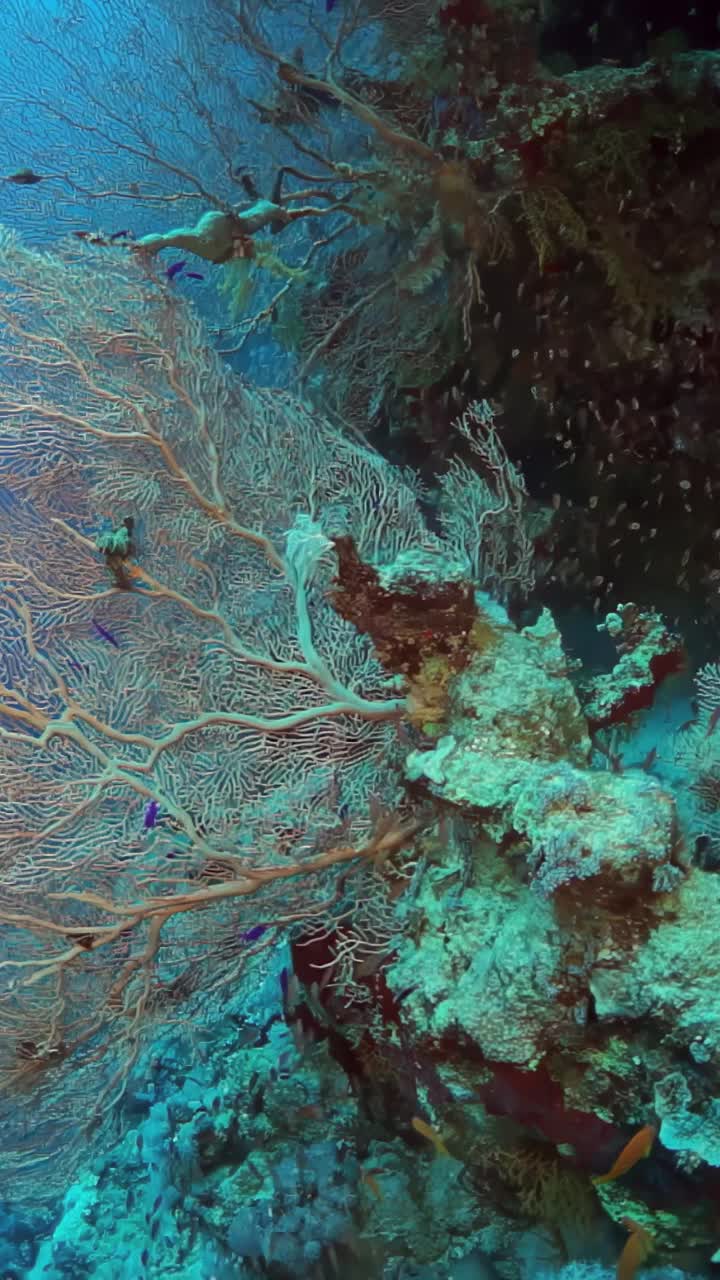 一个珊瑚礁，有一棵巨大的绿色植物和各种各样的鱼在它周围游泳视频素材