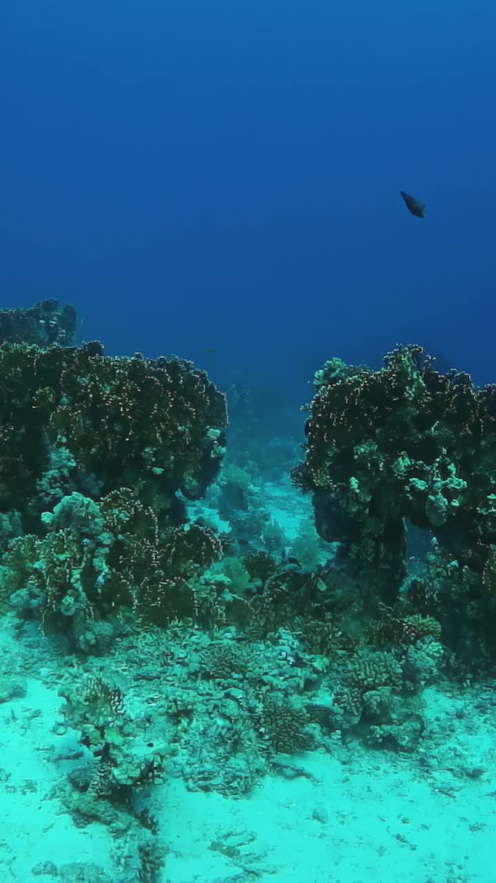 一条鱼在珊瑚附近的海里游泳视频素材