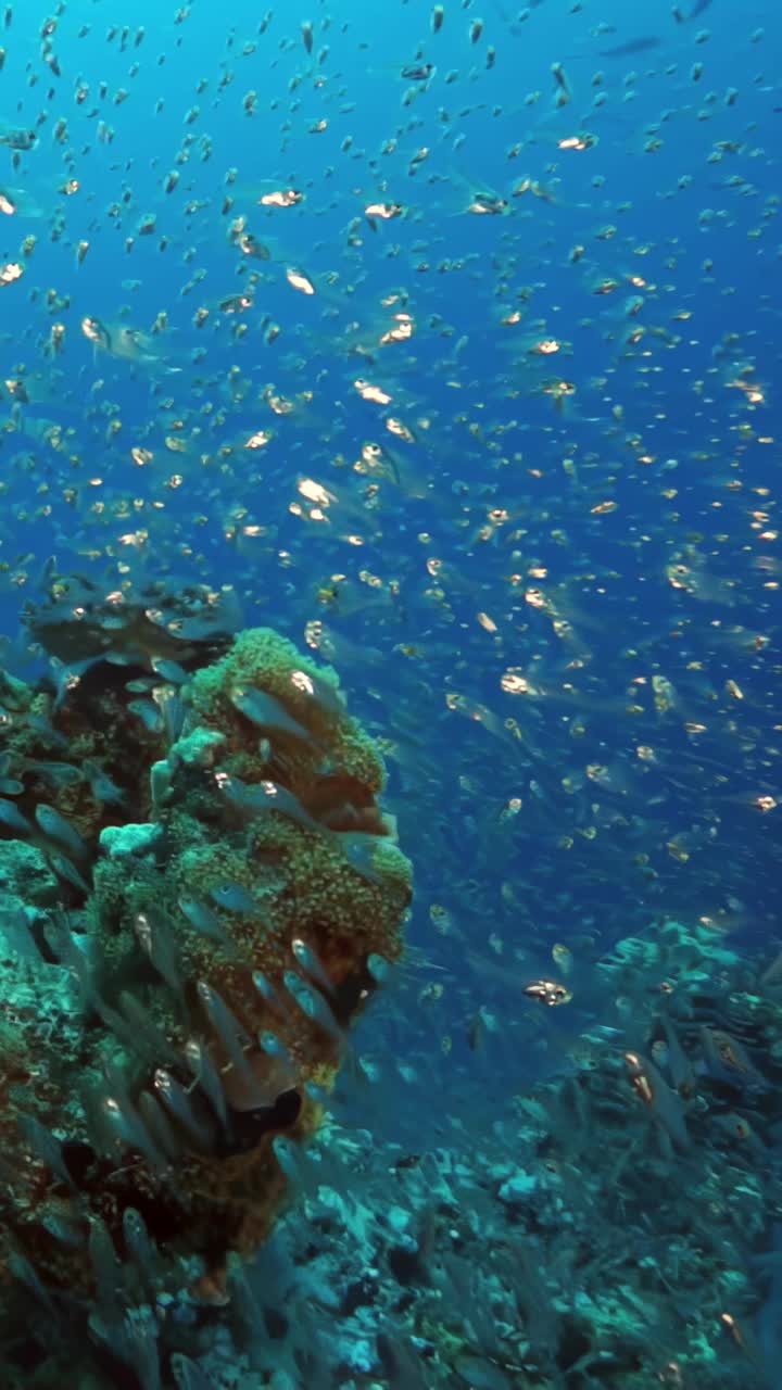 一群鱼在海里游泳视频素材