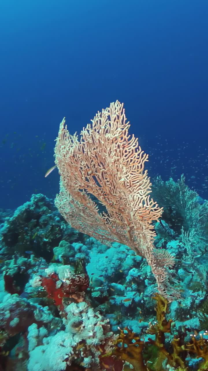 海洋里生长着一种又大又长、顶端是棕色的绿色植物视频素材