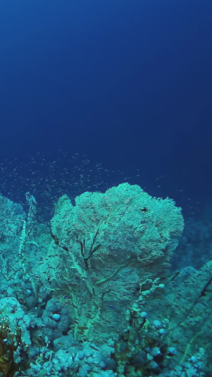 海洋里生长着一种巨大的绿色植物视频素材