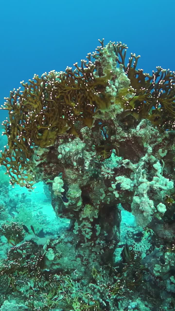 海洋里生长着一种巨大的绿色植物视频素材