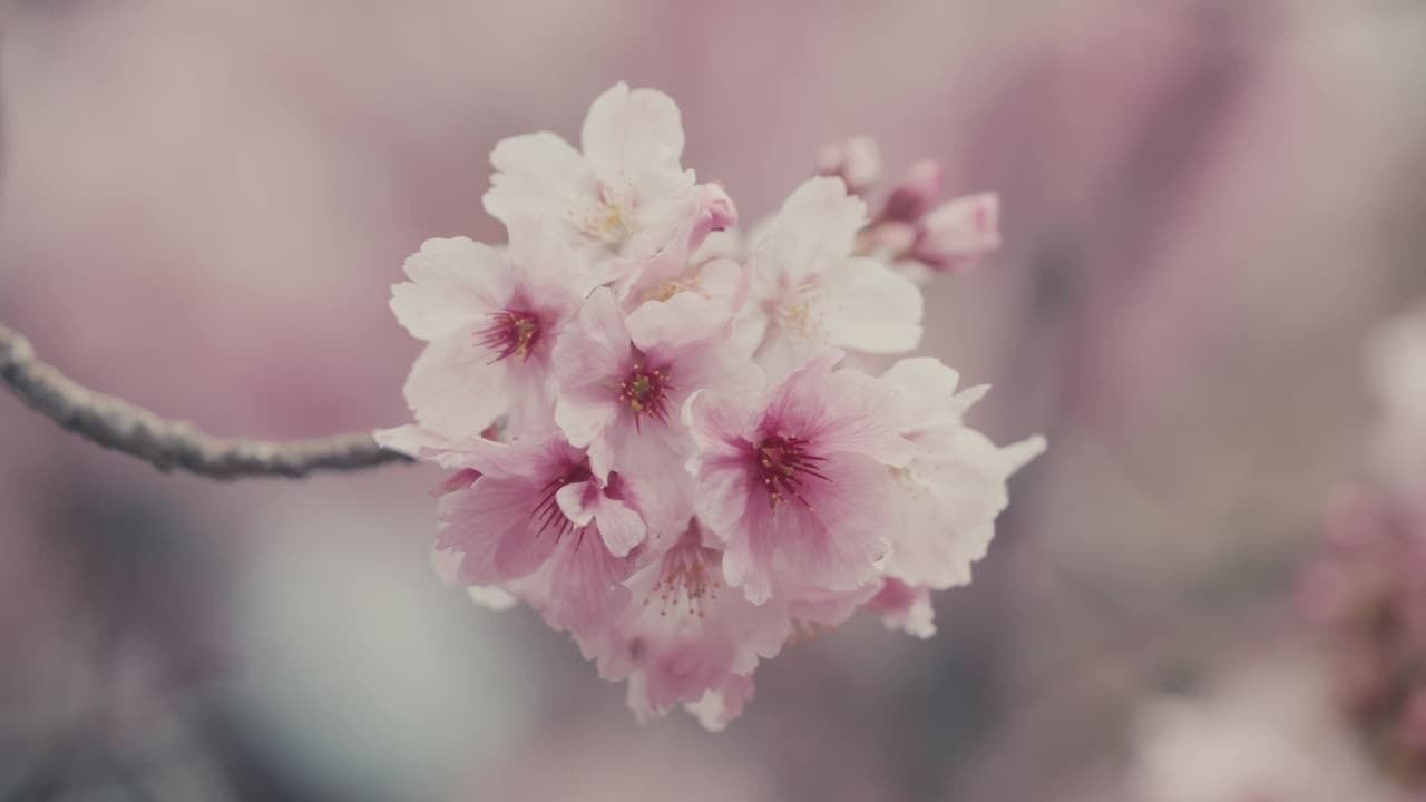 樱花特写。视频素材