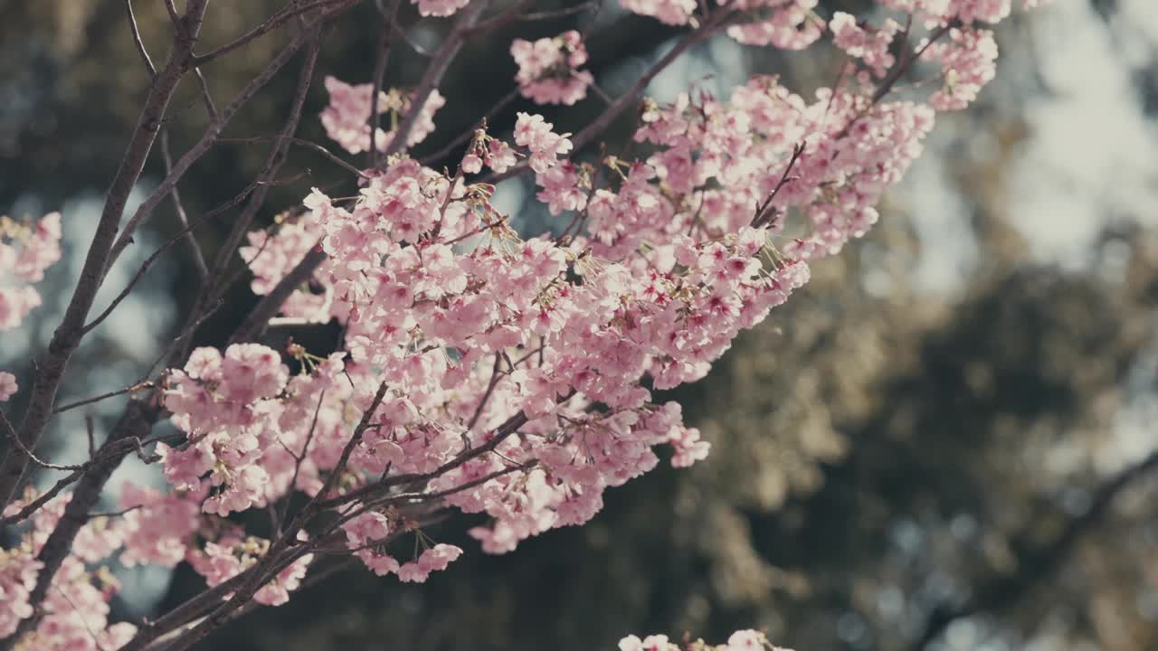 日本东京，春天公园里粉红色的樱花。-特写镜头视频素材