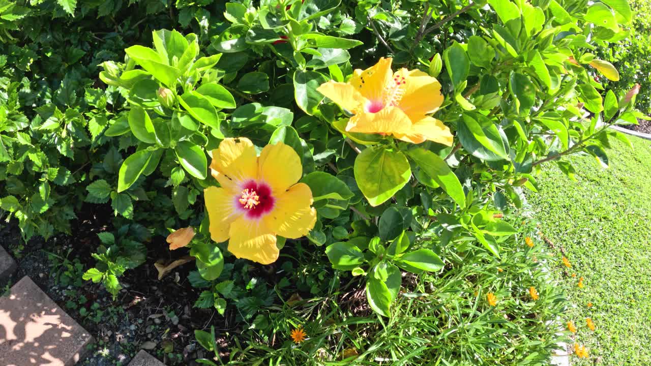 花园里的黄色芙蓉花视频素材