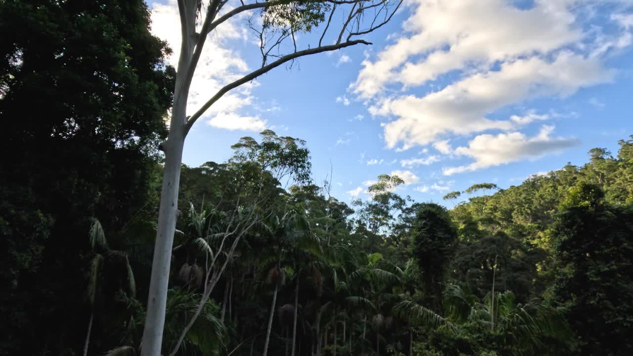 铃鼓山森林溪视频素材