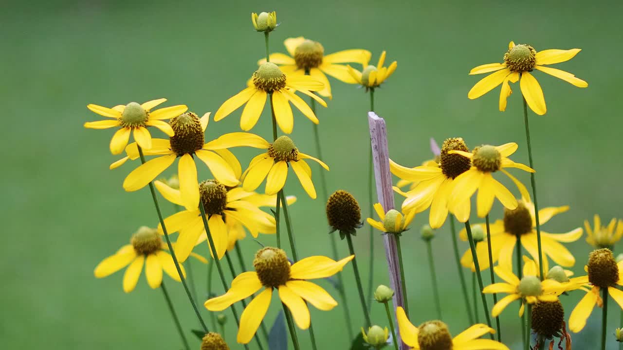 花园里盛开的黄花视频素材