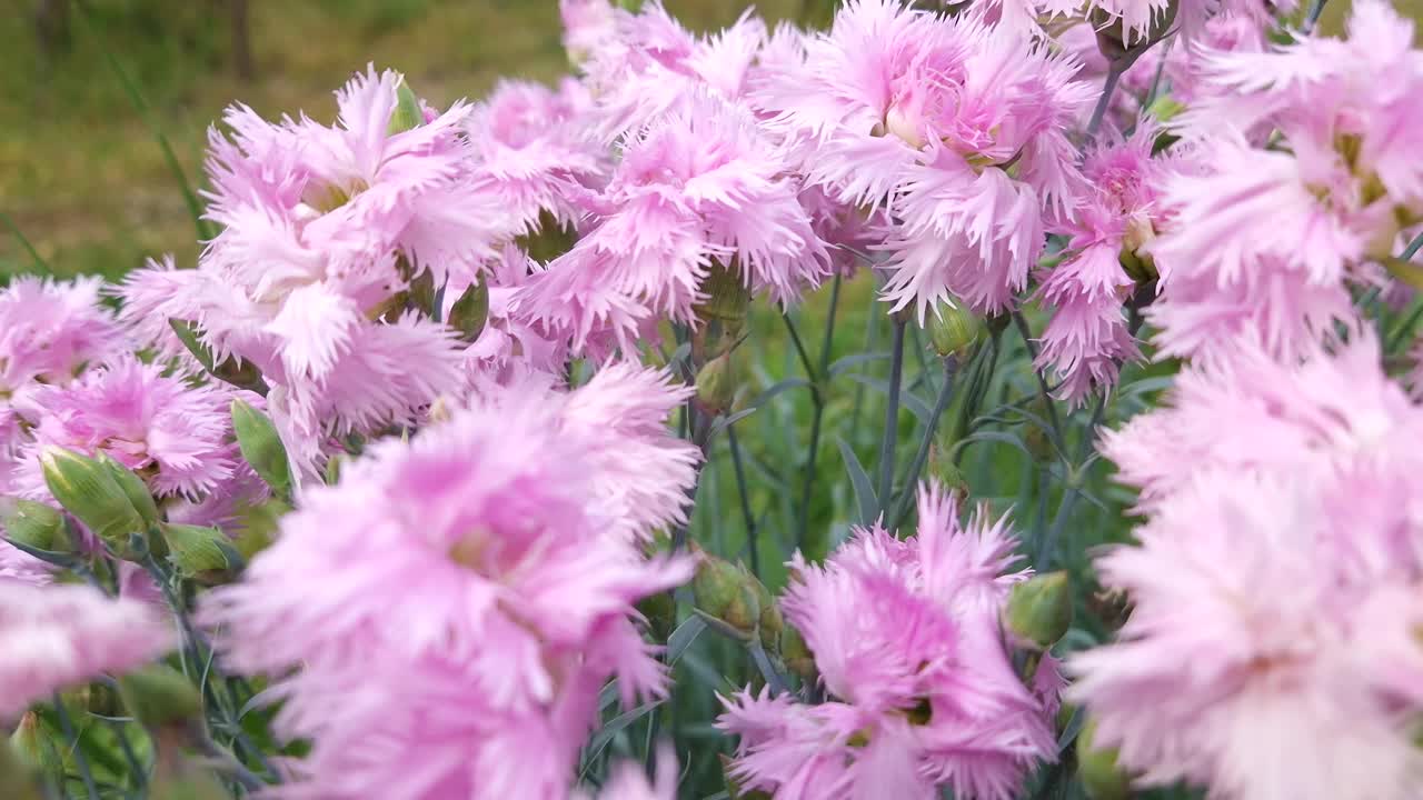 近景:花园中盛开的普通粉红色石竹花视频素材