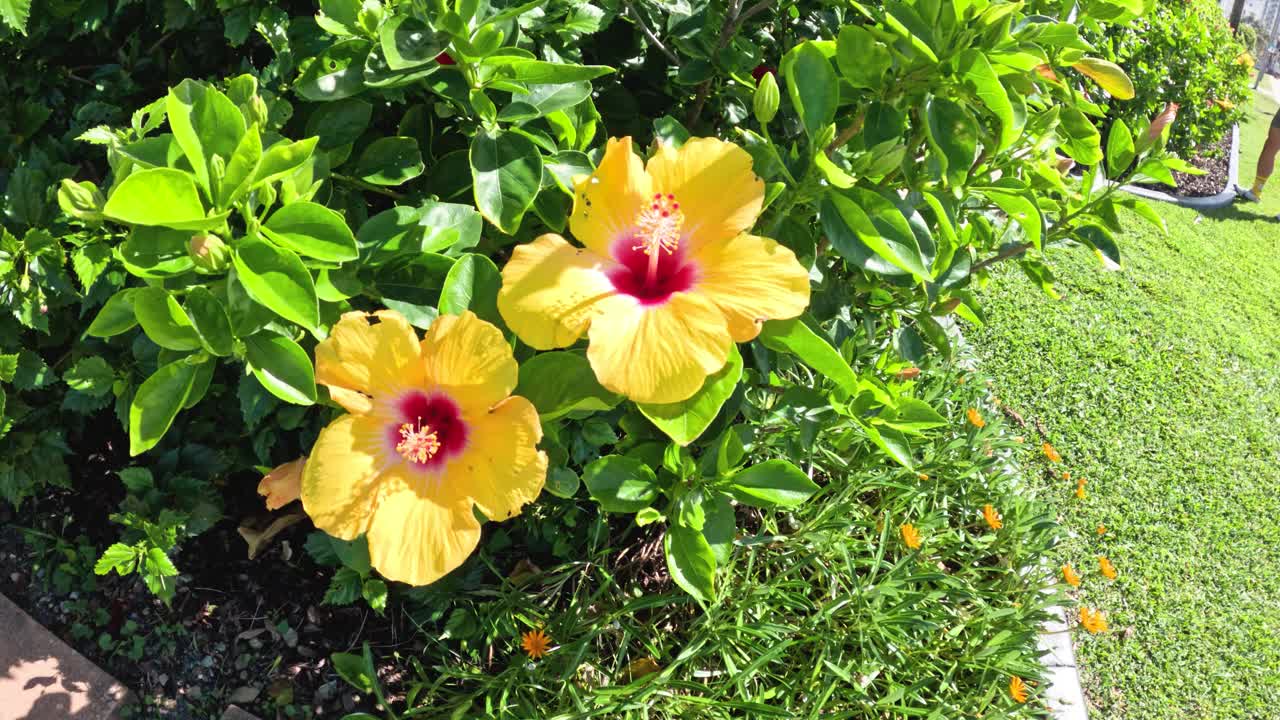 花园里的黄色芙蓉花视频素材