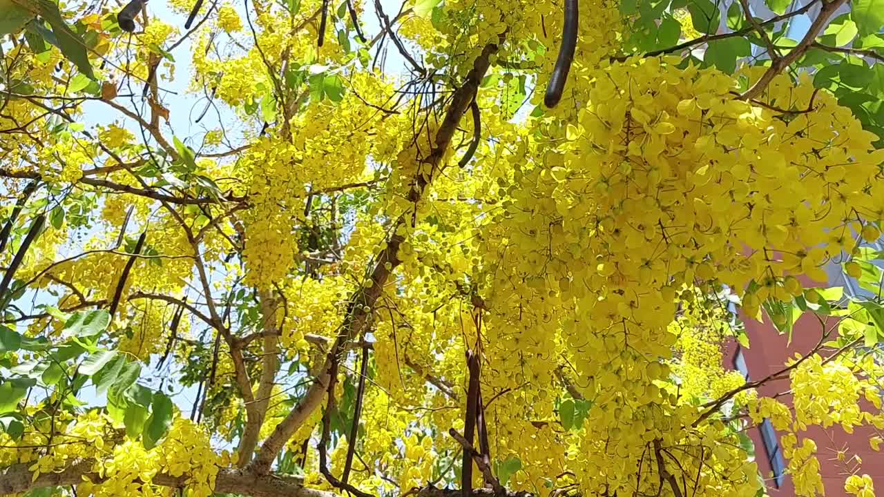 美丽的春树，黄色的花朵“金色的雨，金色的雨”视频素材