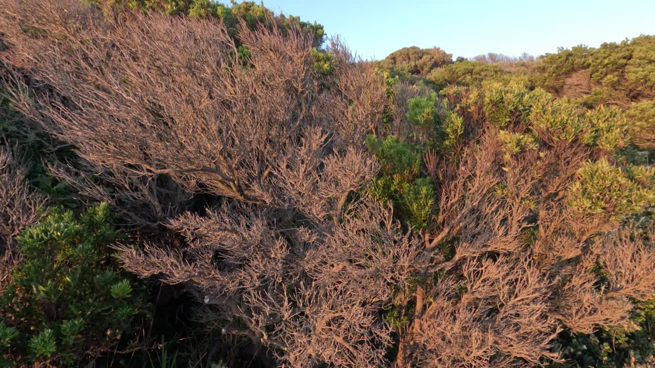 墨尔本的海岸茶树视频素材