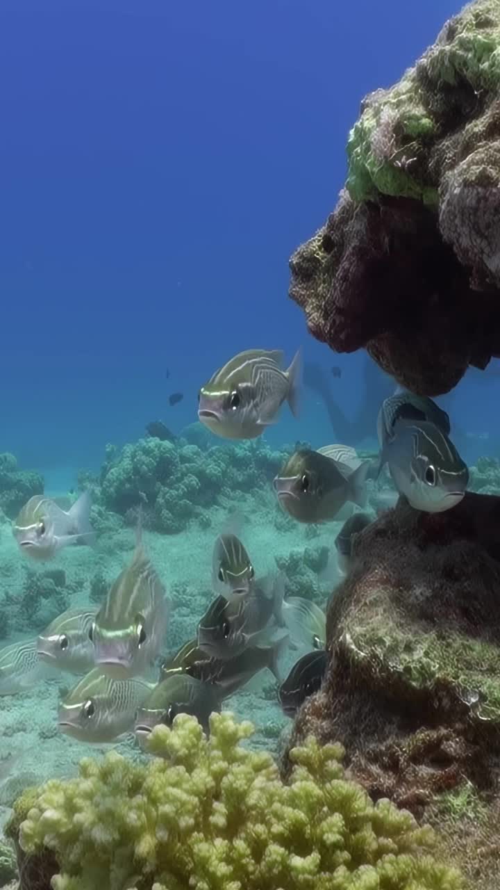 一群鱼在靠近岩石的海洋中游泳视频素材