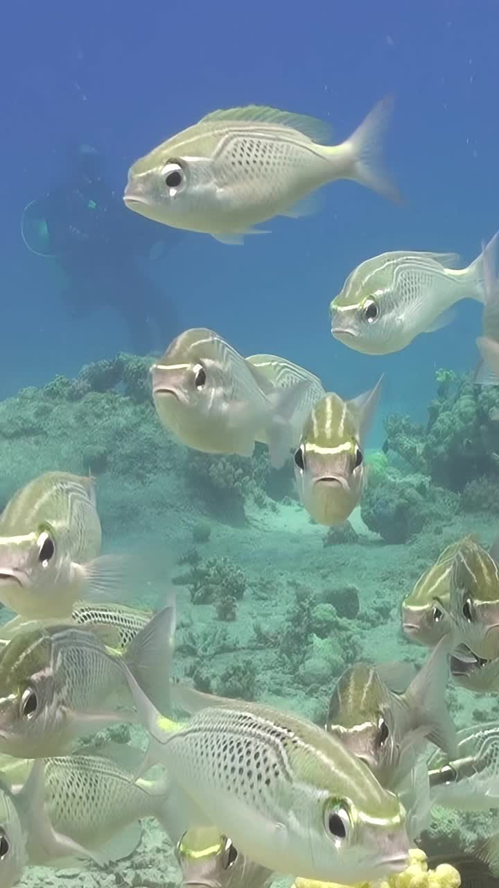 一群鱼在岩石附近游泳视频素材