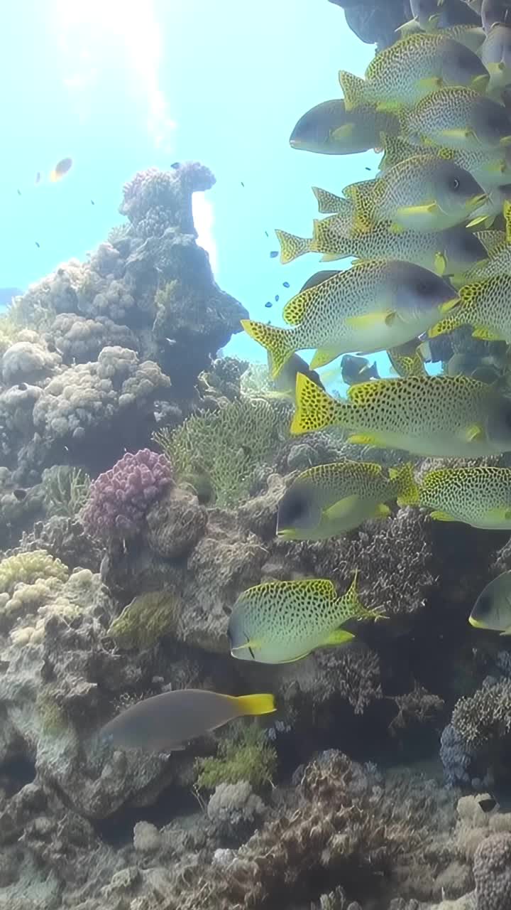 橙色的鱼在宁静的蓝色海洋视频素材