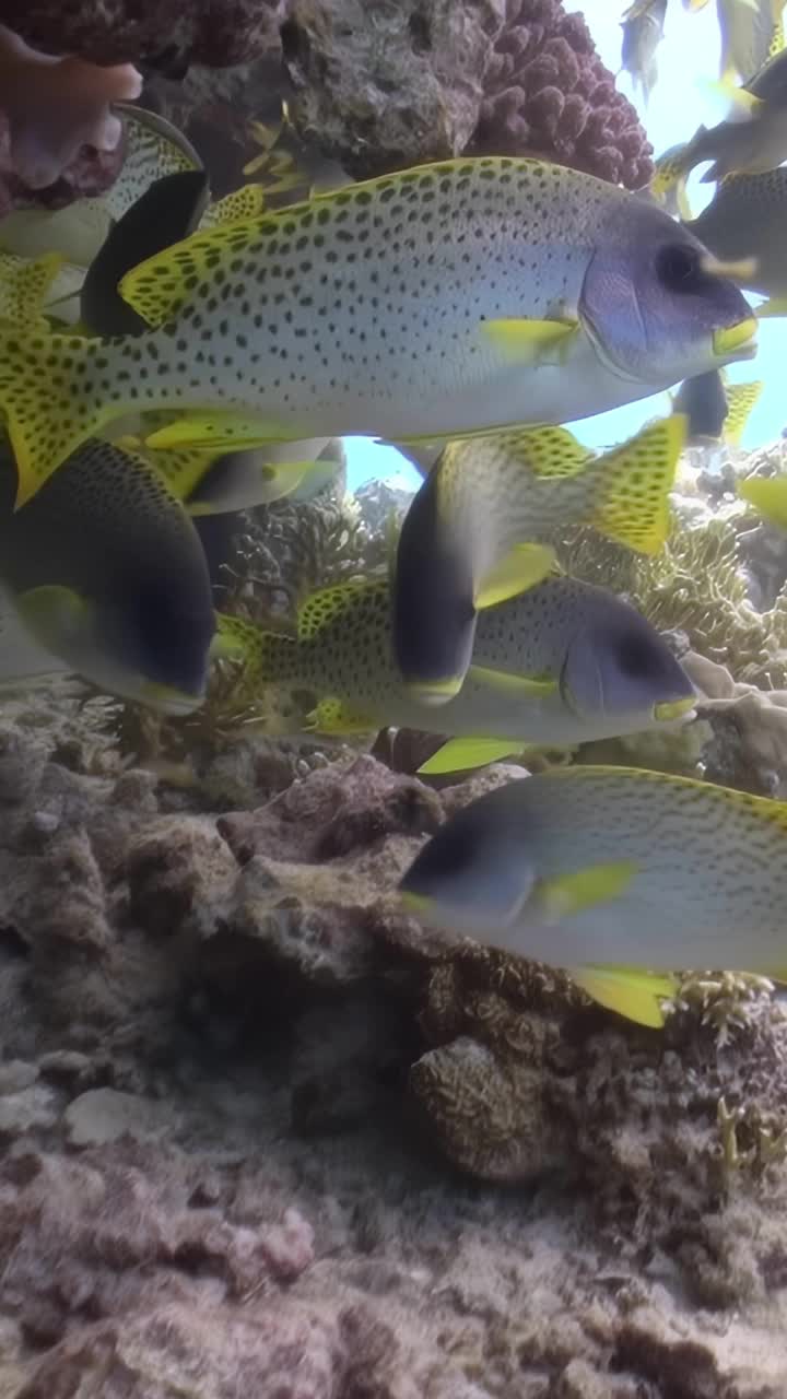 橙色的鱼在充满活力的蓝色海洋视频素材