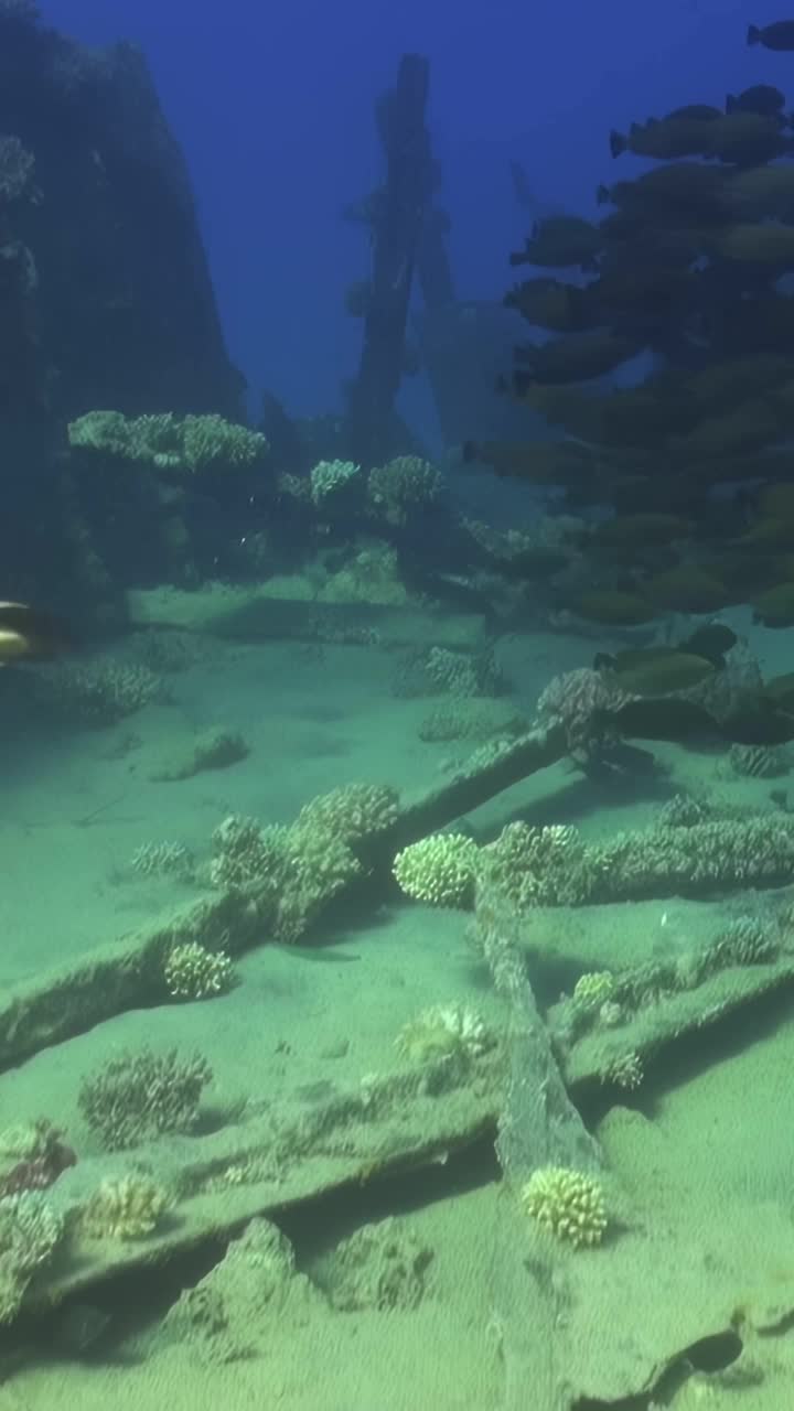 海洋里的鱼群视频素材