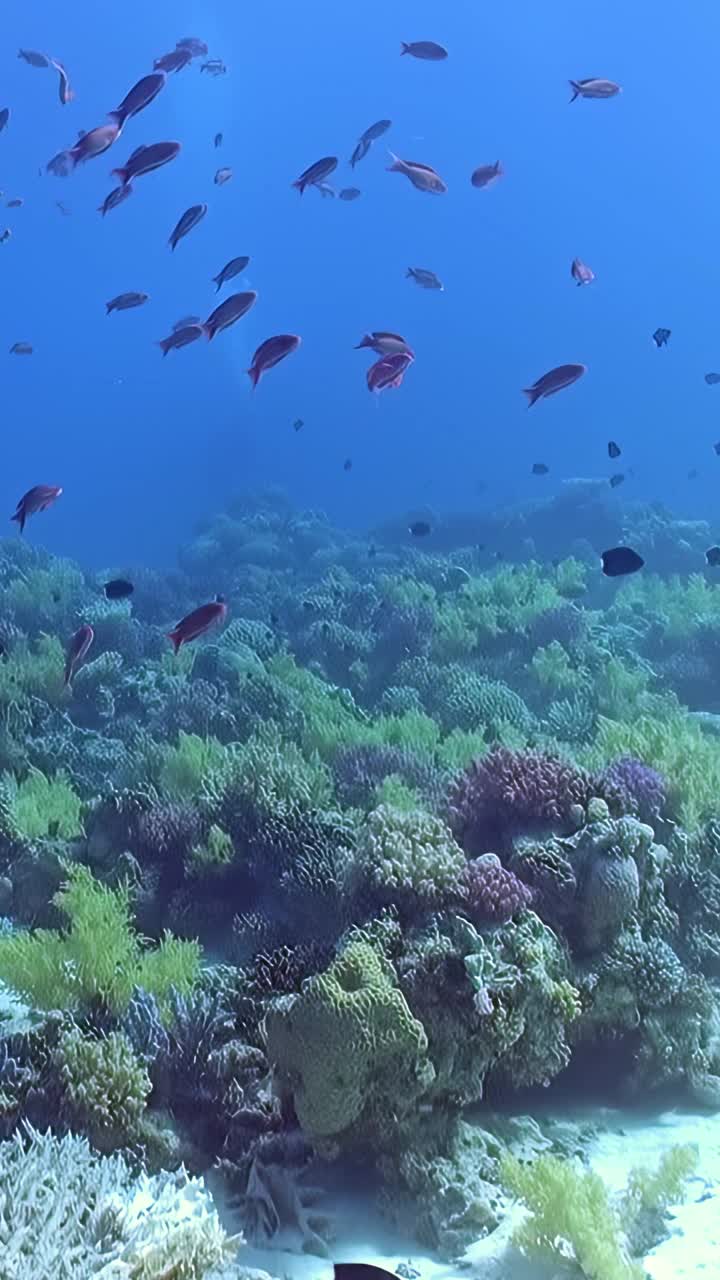 鱼散布在海洋深处视频素材