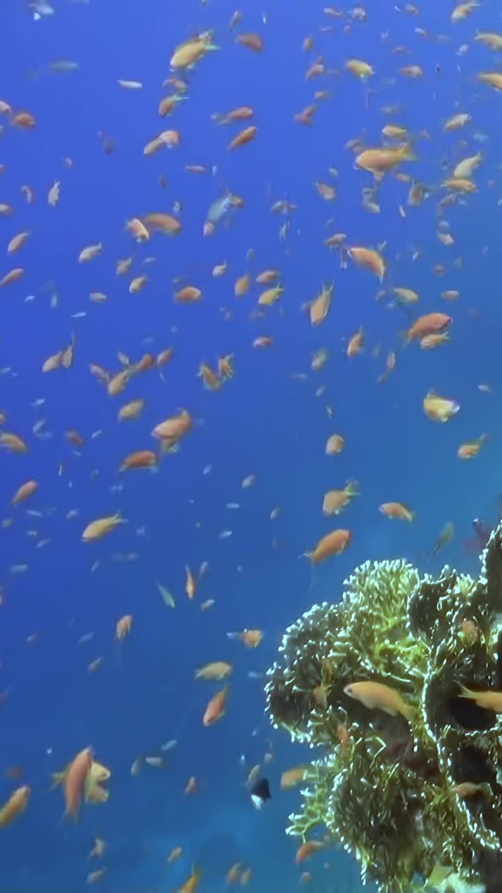 鱼在浑浊的海洋里游泳视频素材