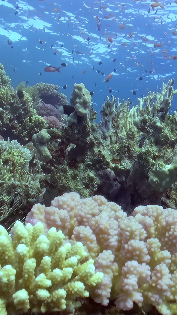 一大群橙色和蓝色的鱼视频素材