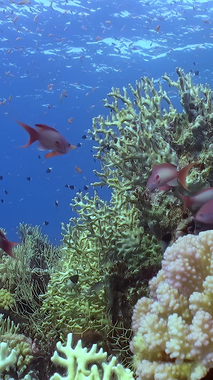 海洋中的一大群鱼视频素材