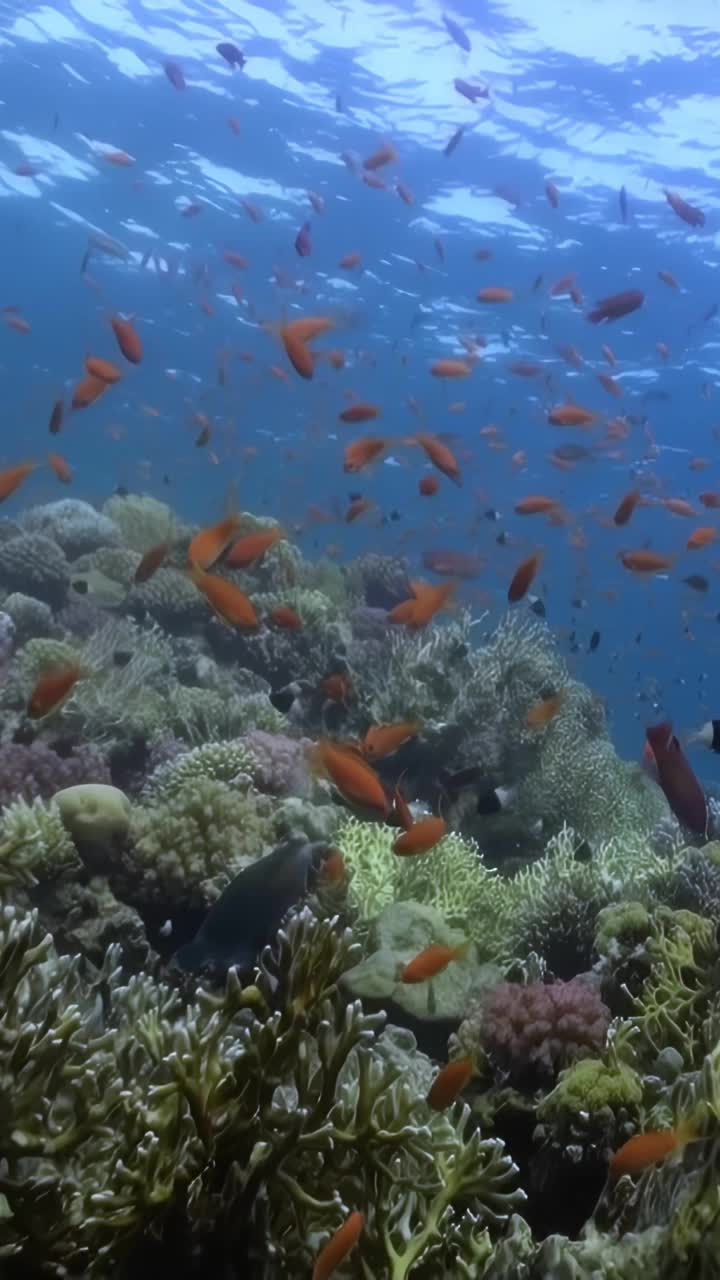 海洋里的鱼群视频素材